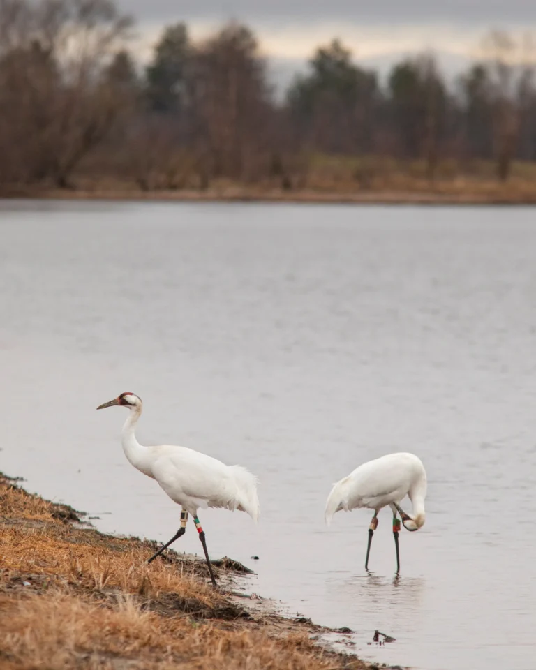 The Whooping Crane Recovery Shows What We Stand to Lose