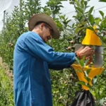 From Serving the Nation to Serving the Soil: Retired Army Officer Leads Organic Farming with High-Density Apple Orchard in Himachal