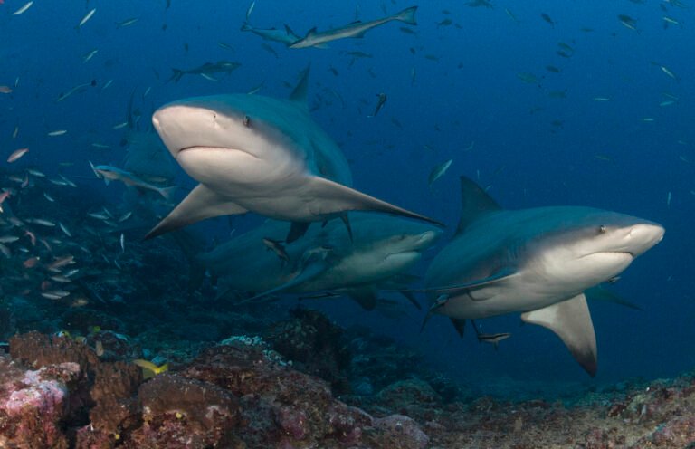 Sharks have best friends, too