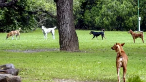 Rajasthan becomes first State to issue guidelines on stray dogs after Supreme Court directive