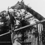 Early Zoo Veterinarians Learned Through Hands-On Experience: Reader Responses