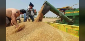 Slow Wheat Procurement in Madhya Pradesh Lowers National Total by 16 Percent