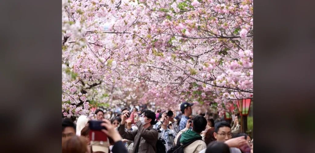 Cherry Blossom Record Spans 1,200 Years and Continues After Scientist’s Passing