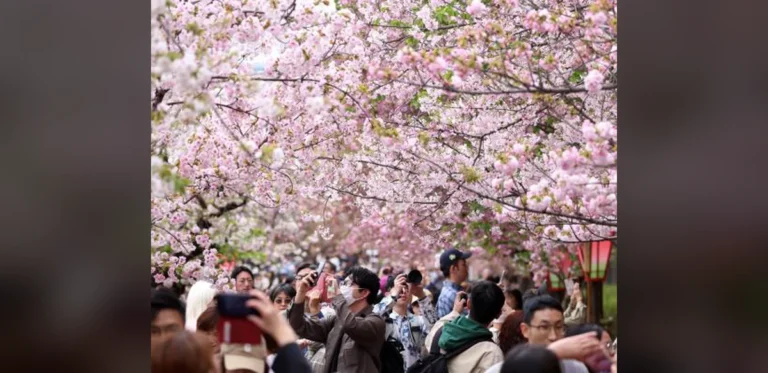 Cherry Blossom Record Spans 1,200 Years and Continues After Scientist’s Passing