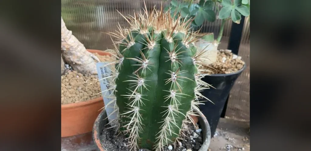 Cactus Uses Fuzzy Structure to Attract Bats Through Sound