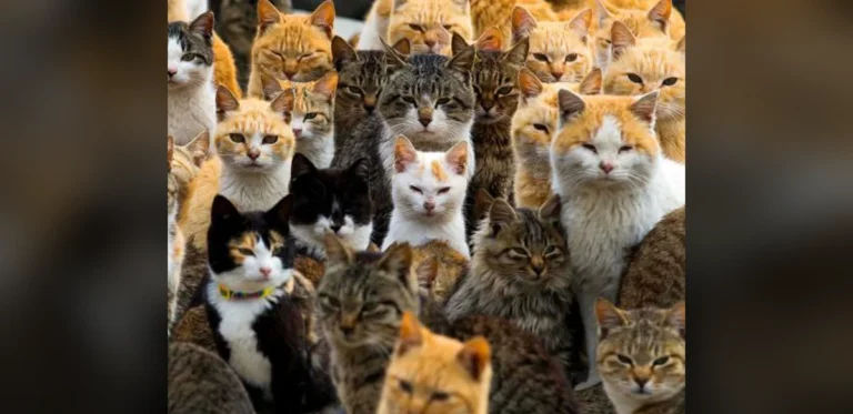 Catnomics: Japan’s Feline Obsession Generates Billions in Economic Value