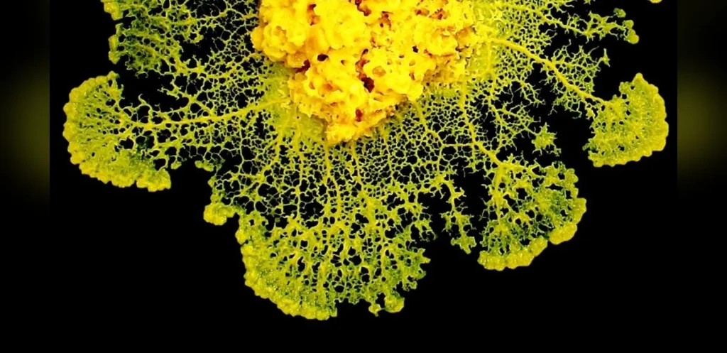 Researchers Identify Mechanism for Slime Mold Behavior Without a Brain