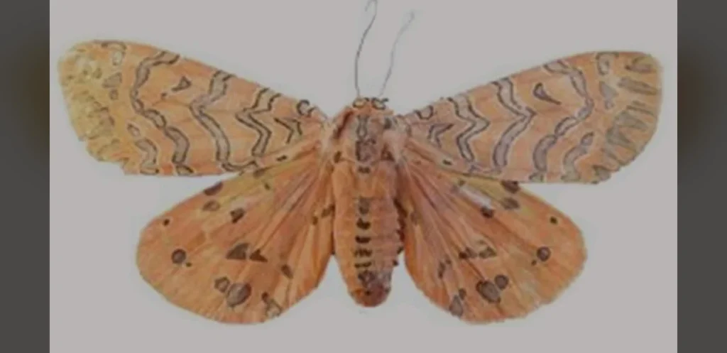 New Moth Genus Found in Kerala’s Idukki District Underscores Western Ghats Biodiversity