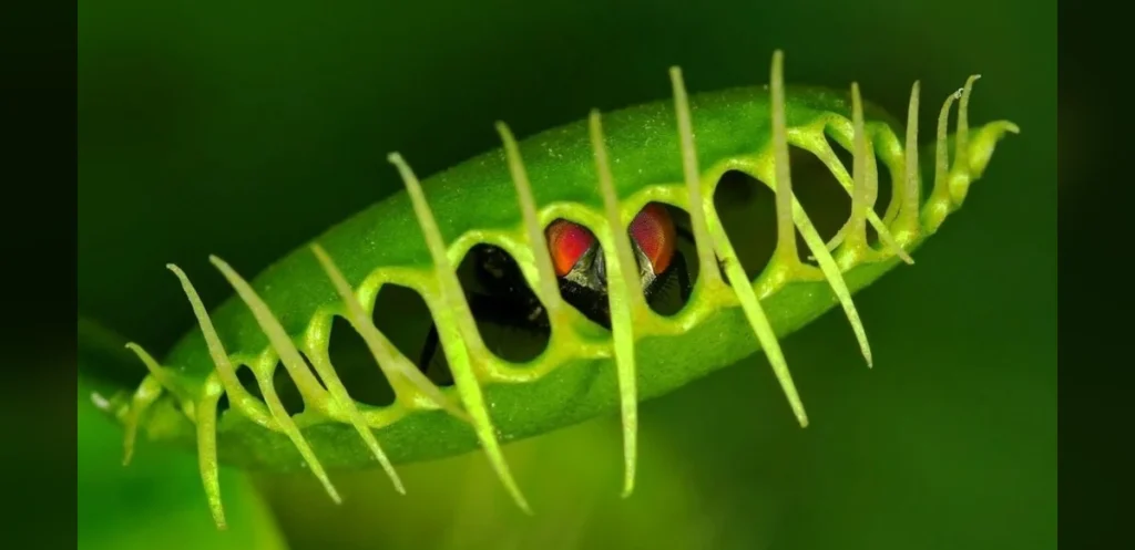 Researchers Identify Mechanism for Venus Flytrap Rapid Closure