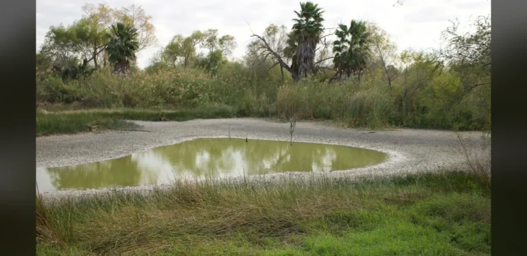 Three Men Held in Madhya Pradesh Over Alleged Pond Poisoning for Wildlife Hunt