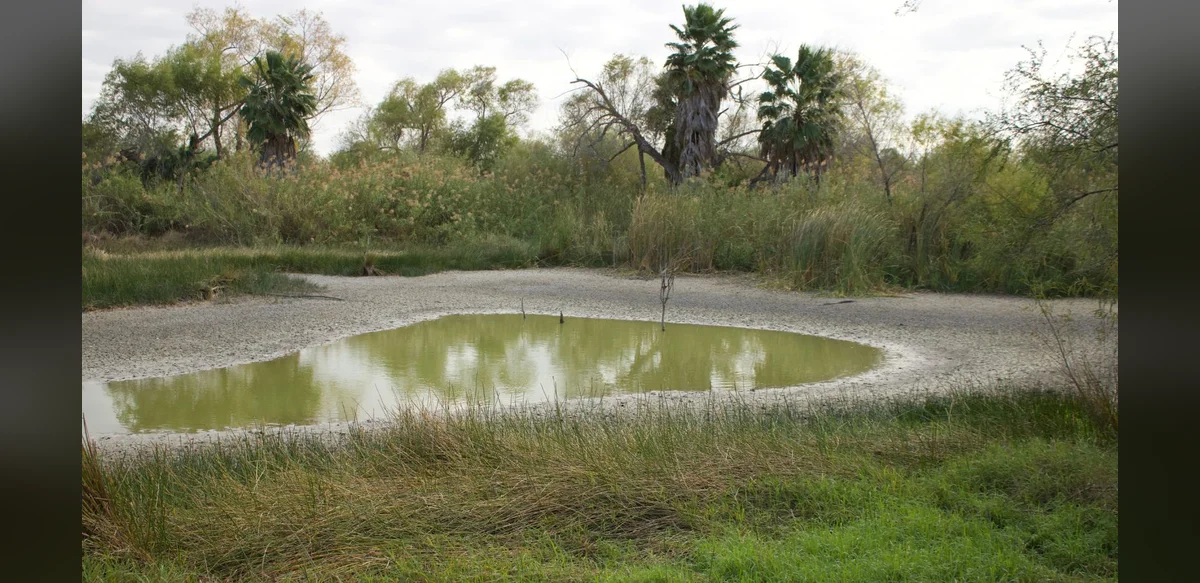 Three Men Held in Madhya Pradesh Over Alleged Pond Poisoning for Wildlife Hunt
