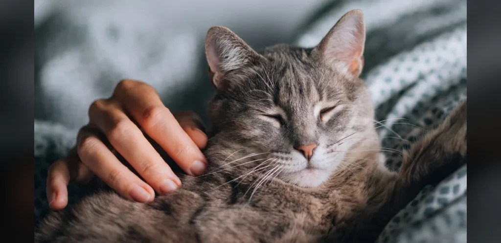 Study Finds Cat Interactions Can Worsen Owner Stress Levels