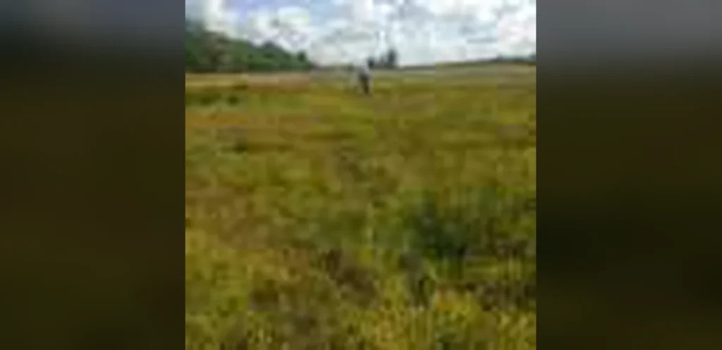 Study Finds Biodiversity Offsetting Supports Pollinators