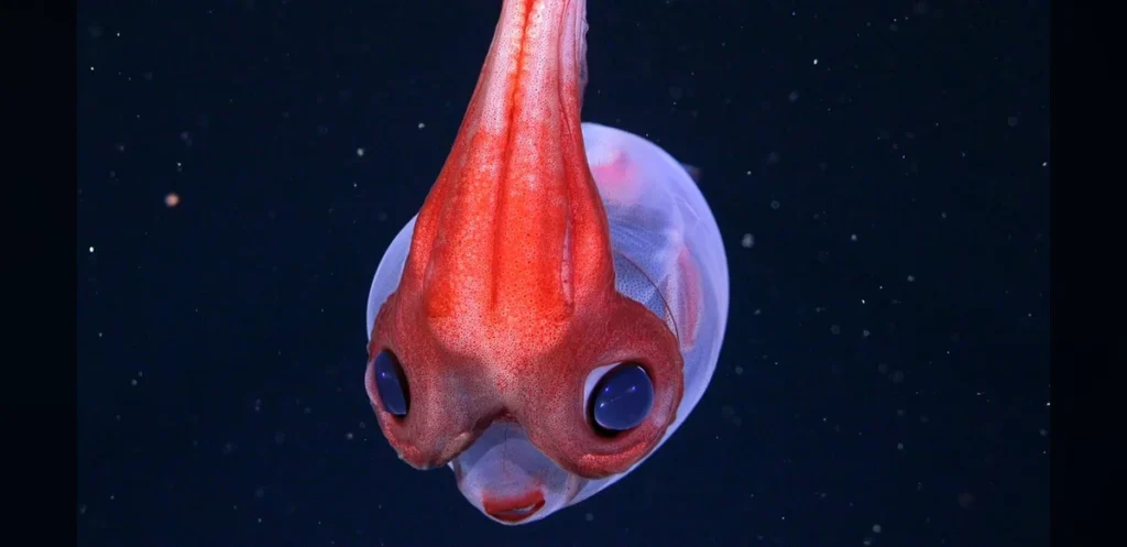 Large Cold-Water Coral Reef Discovered in South Atlantic Depths