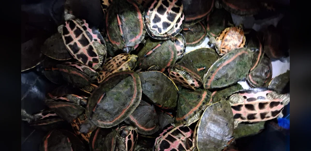 Madhya Pradesh Police Plan First Coordinated Crackdown on Turtle Trafficking via Railways