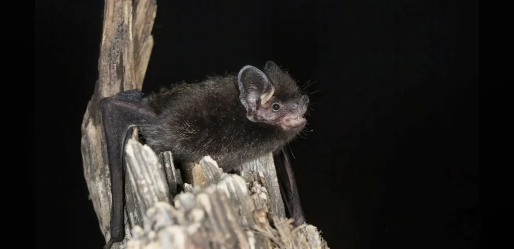 Ontario Child Dies of Rabies After Bat Contact, First Local Case Since 1967