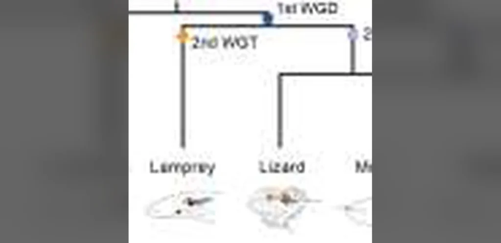 Genome Duplications Enabled Complex Vertebrate Brains, Study Finds