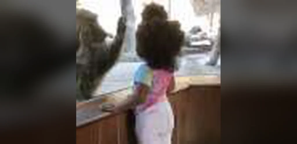 Study Finds Shared Geometric Understanding in Children and Monkeys