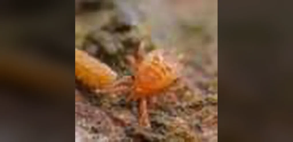 Diverse Food Webs Support Stronger Ecosystem Functions
