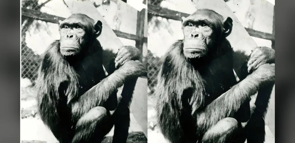 Chimpanzees’ Experiments Advanced Views on Animal Intelligence, Though Their Relocation Brought Hardships