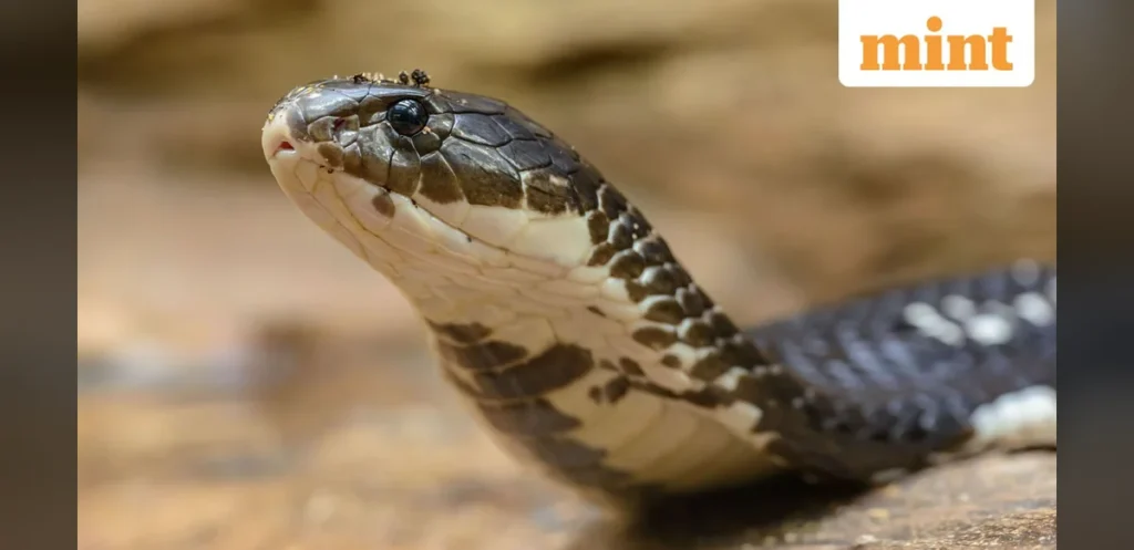 Meerut Death Initially Reported as Snakebite Uncovers Alleged Murder Plot by Wife and Accomplices