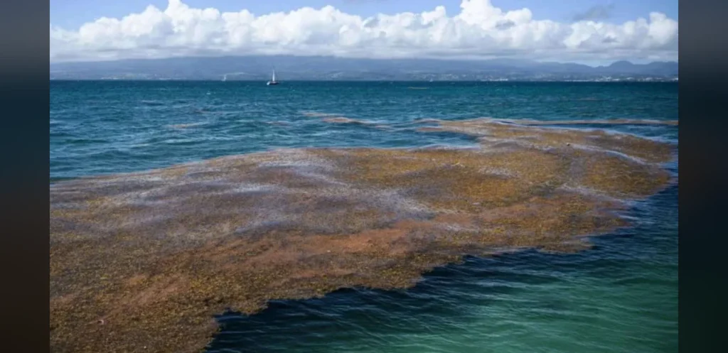 Satellite Data Reveal Massive 5,000-Mile Seaweed Belt Across the Atlantic
