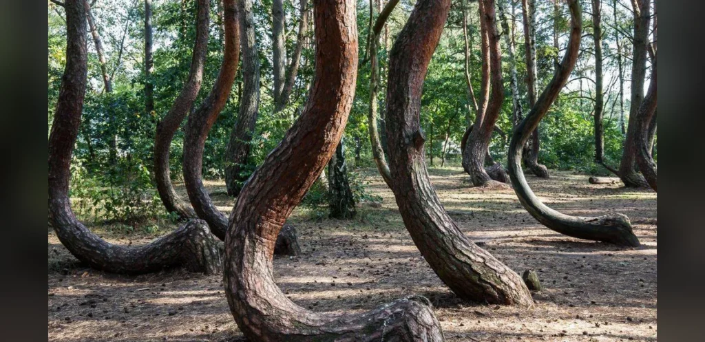 Researchers Work to Unravel Poland’s Crooked Forest Mystery as Its Distinctive Pines Near the End of Their Lifespan