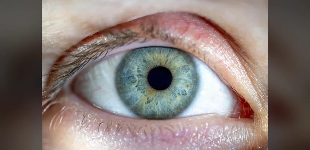 Donor Human Retinas Stay Light-Responsive Up to 10 Hours After Death
