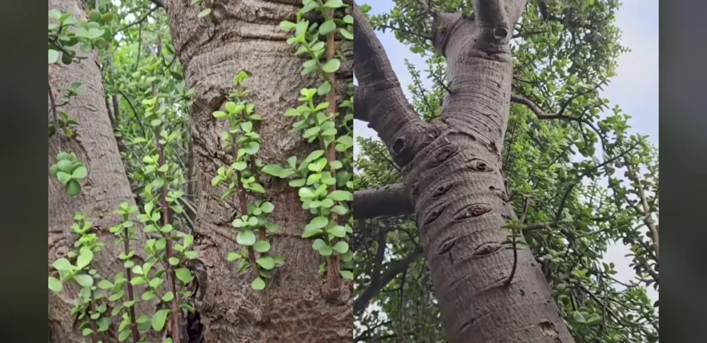 Viral Video Shows Massive Succulent at Australian Gold Mine Site