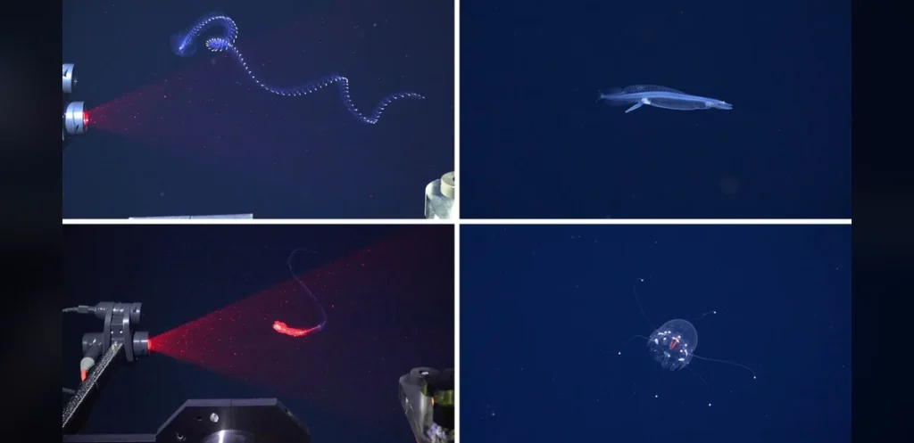 Unknown Marine Creatures Found in Deep Waters Near Brazil
