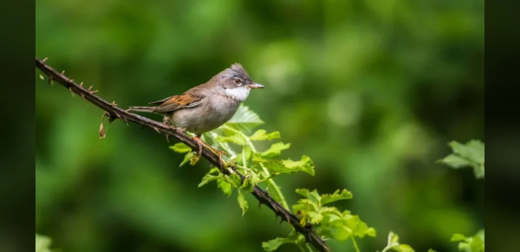 UK Mosquito Species Found to Transmit Avian Malaria