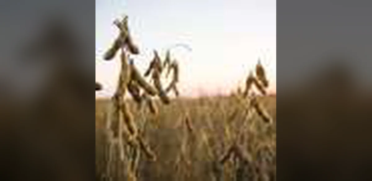 Enzyme Mutation May Help Soybeans Resist Costly Pest
