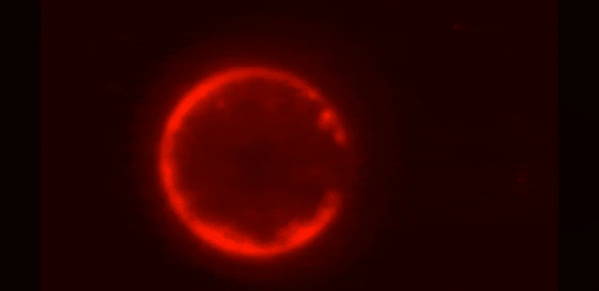 Researchers Report Creating a Synthetic Cell Entirely from Non-Living Materials