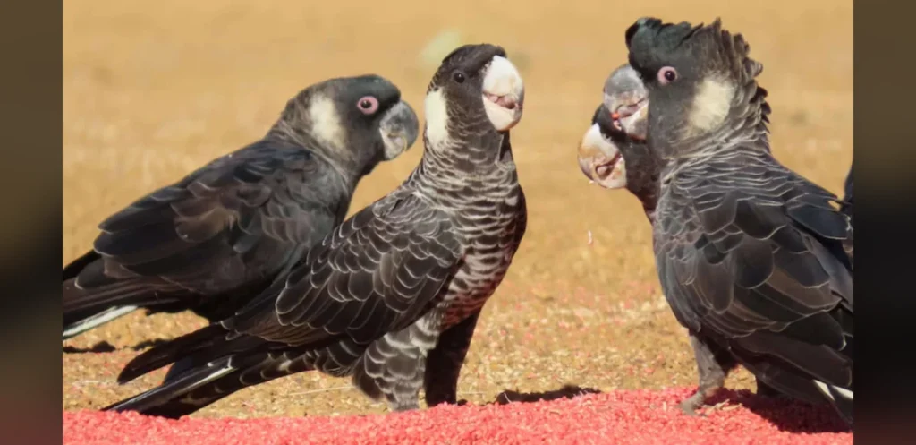 Study Finds Pesticide Contamination in Food of Endangered Australian Cockatoos