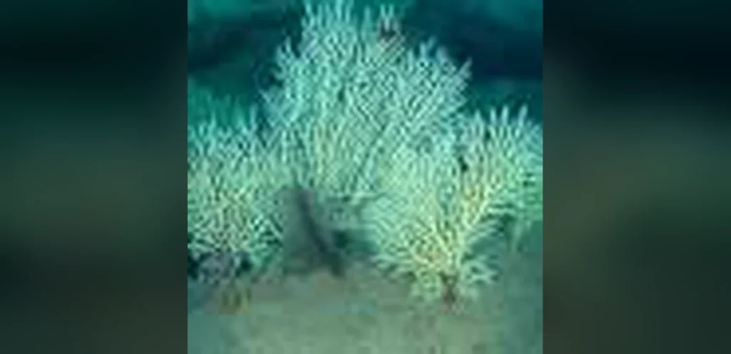 Underwater drones find living coral reef off Benin coast