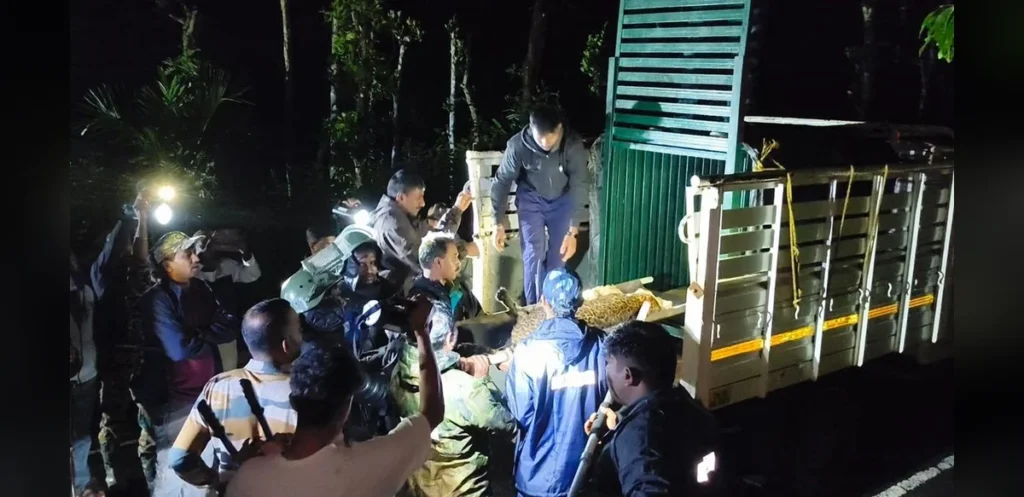 Leopard Freed from Snare in Nilgiris and Released into Tiger Reserve
