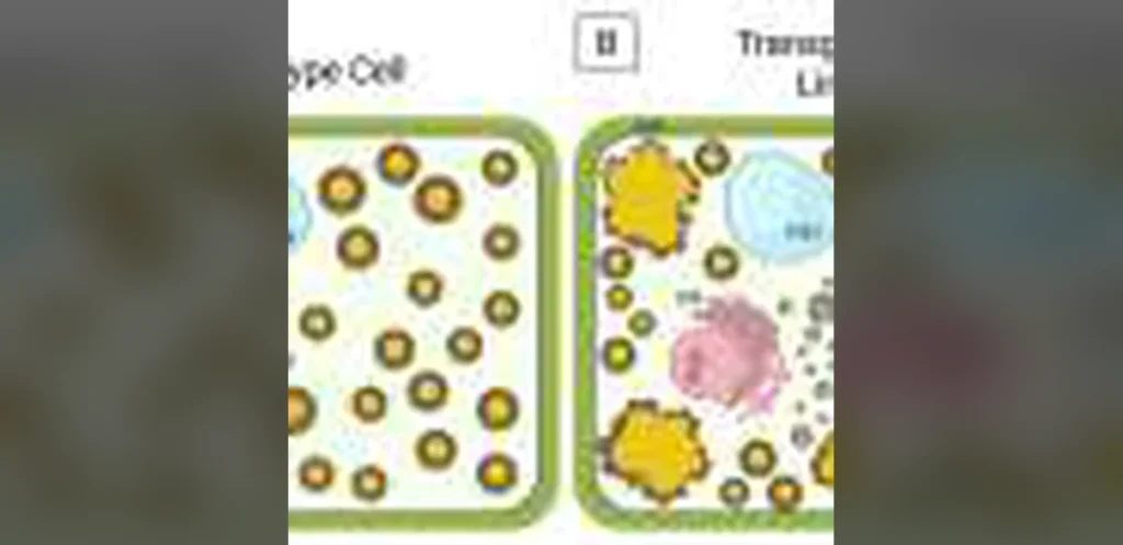 Scientists Identify Unexpected Plant Cell Pathway for Producing Milk Protein
