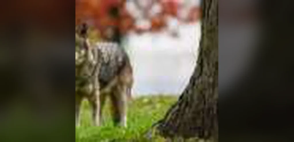 Rising Encounters Between Unhoused Individuals and Urban Wildlife Raise Concerns