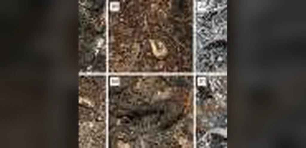 Prescribed burns may kill lizards