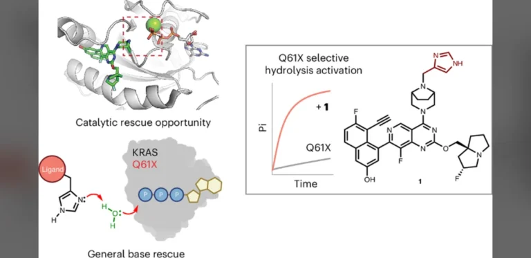 Researchers Identify Small Molecules That Restore GTP Hydrolysis in KRAS-Q61 Mutants
