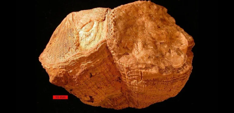 Fossil Shell Indicates 372 Days per Year 70 Million Years Ago