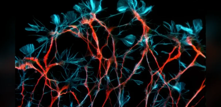 Neurobiological Framework Links Arts Engagement to Health Benefits