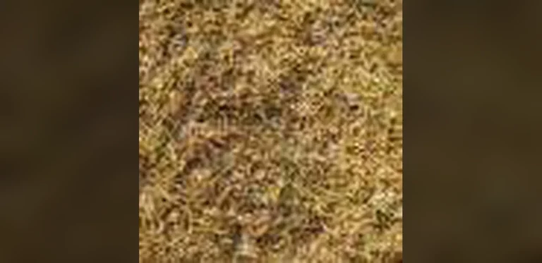 Why Britain’s Grass Has Turned Yellow: A Plant Scientist’s Outlook