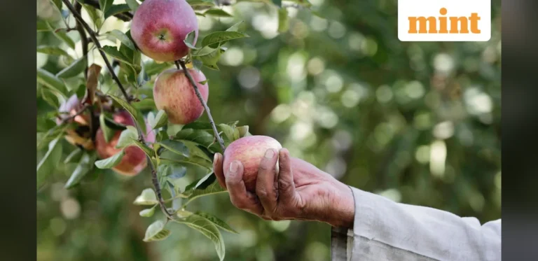 Centre to Launch ₹2,000 Crore Horticulture Clusters Plan to Curb Food Inflation