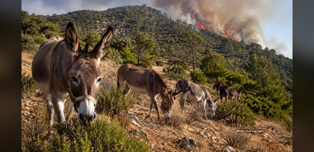 Spanish woman trains 18 rescued donkeys to help prevent wildfires