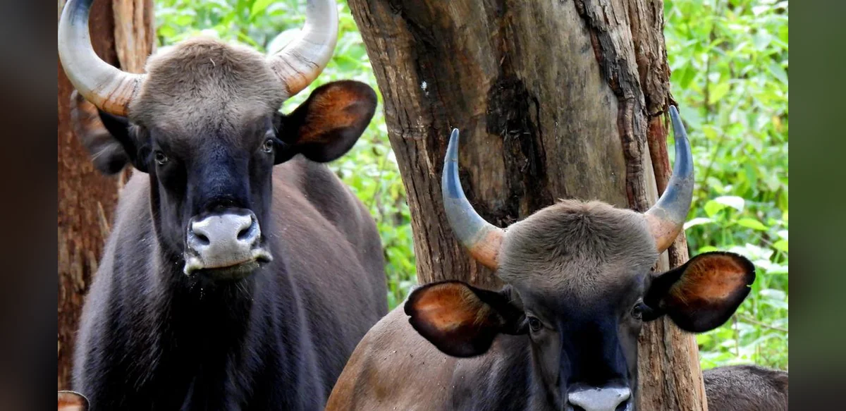 Andhra Pradesh Plans Gaur Translocation from Central India to Support Tigers in Nallamala