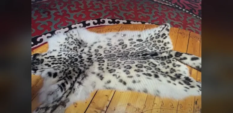 Animal Skins Discovered During Inspection at Recreation Site in At-Bashy District