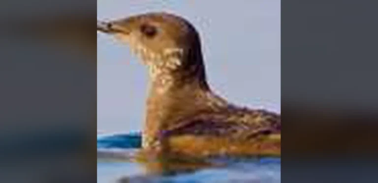 Discovery of First Marbled Murrelet Nest in Haida Gwaii After More Than Three Decades