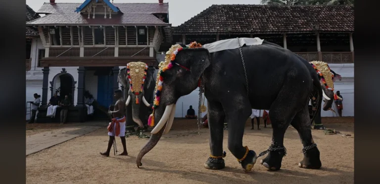 Supreme Court Issues Directions on Captive Elephant Welfare, Avoids Religious Matters