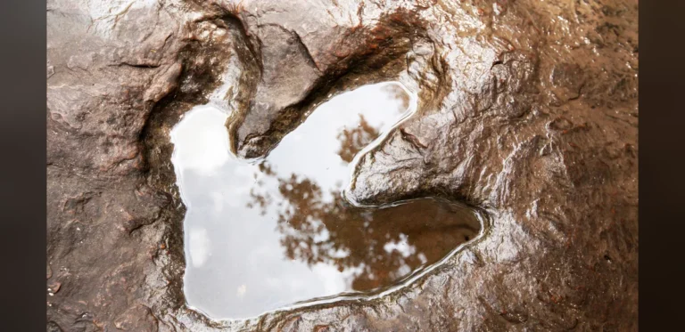 Dinosaur Footprints Discovered in Italian Alps Reveal Ancient Lagoon